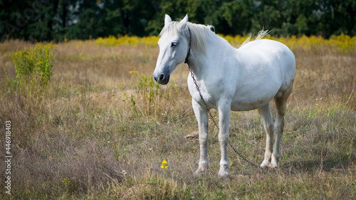 beautiful white horse on dry grass in the field. Arabian horse, white horse stands in an agriculture field with dry grass in sunny weather. strong, hardy and fast animal. © Oleksandr Filatov