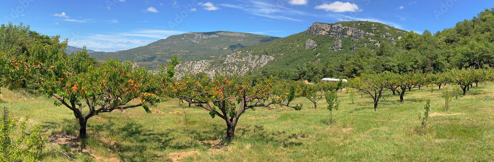 panoramic view field of apricot trees in mountain landscape in provencale France