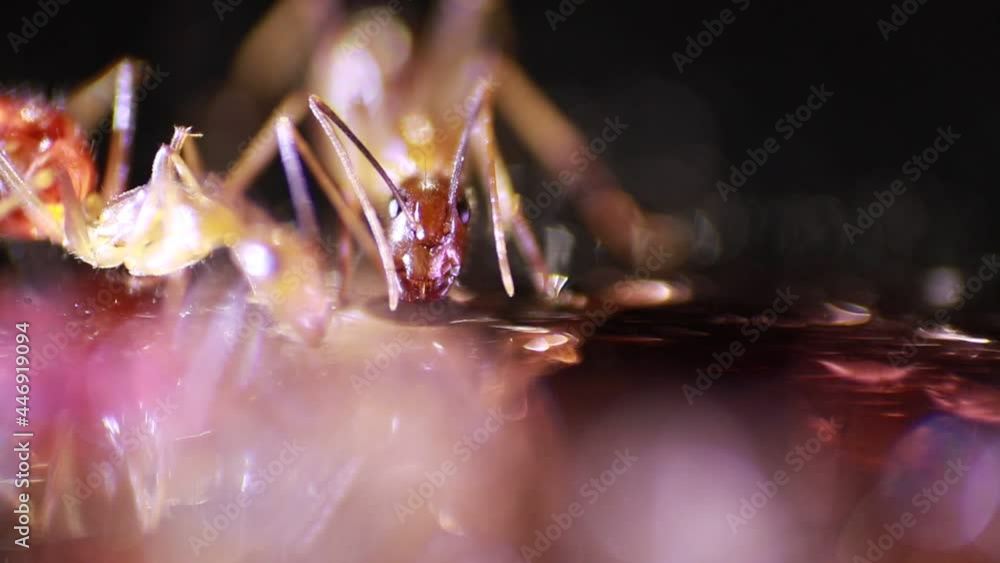 close-up video of ants consuming sugar close-up video of ants consuming sugar