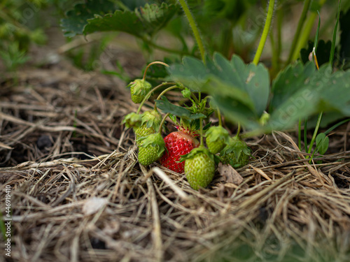 Strawberry plant. Blossoming of strawberry.