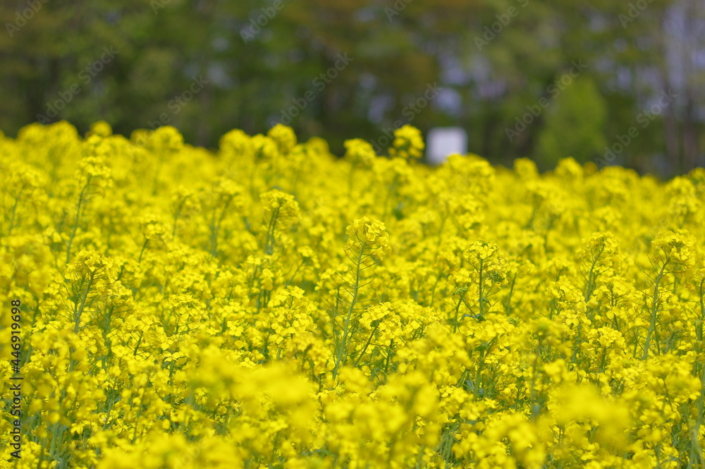 Obraz premium 菜の花、豊かさの花言葉 黄色い絨毯のような菜の花畑