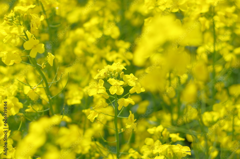 Obraz premium 菜の花、豊かさの花言葉 黄色い絨毯のような菜の花畑