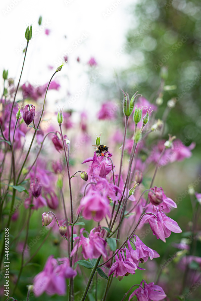 Naklejka premium Bumblebee flies and pollinates pink flowers. Blurred foreground. Garden.