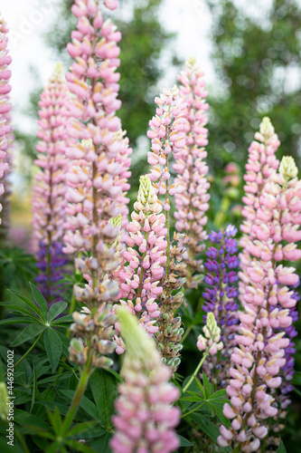 Lupin flowers in the emerald garden.