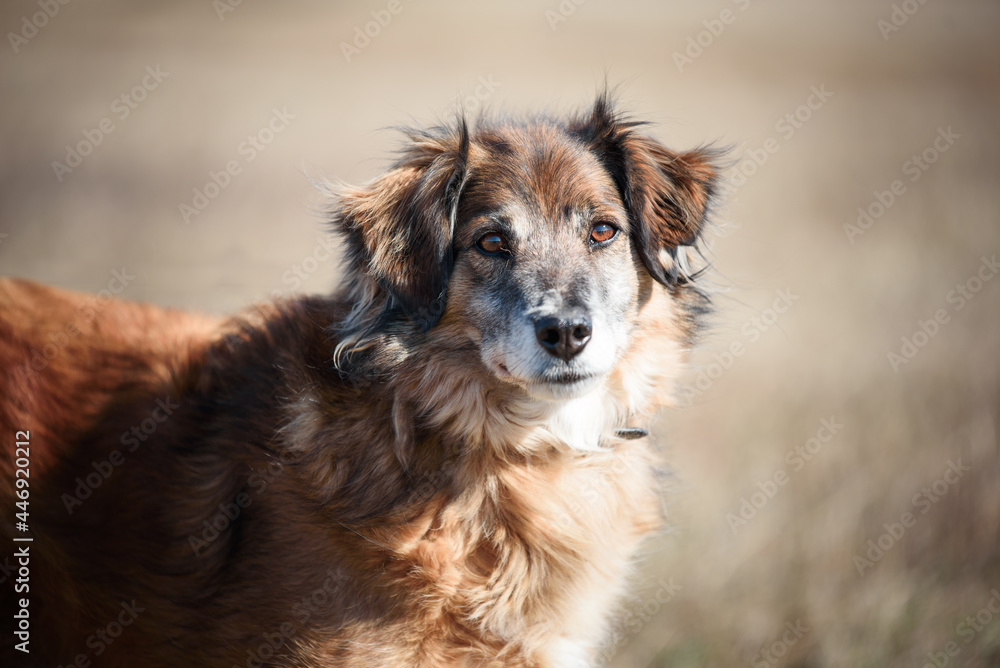 Portrait of a beautiful shaggy dpg Portrait of a beautiful shaggy dpg