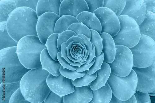 Top view of bright blue green succulent plant. Natural toned background with soft focus for decor, postcard, wallpaper, poster or banner photo