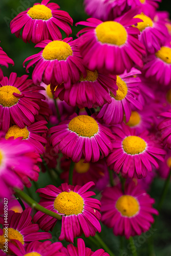Bright summer background with pink daisies