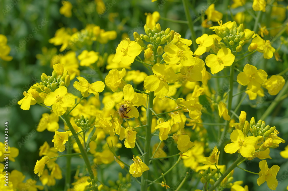 Fototapeta premium 菜の花、豊かさの花言葉