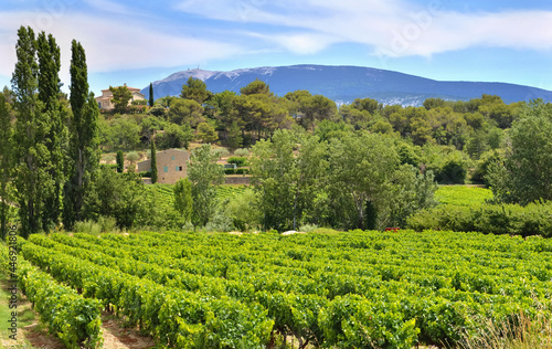 Bild auf Leinwand field of grape vine in summer growing  in Vaucluse france