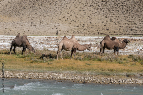 Three bactrian camels on the Afghan side of the Pamir river in high-altitude desert between Langar and Khargush pass, Gorno-Badakshan, Tajikistan