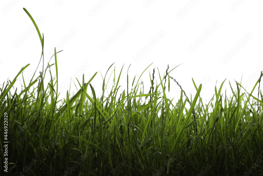 Fototapeta premium Beautiful lush green grass on white background