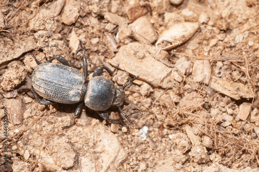 Scaurus uncinus. A black beetle from the family Tenebrionidae on dry, dusty soil. Scaurus uncinus. A black beetle from the family Tenebrionidae on dry, dusty soil.