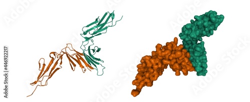Foto Crystal structure of human platelet glycoprotein VI (GPVI), 3D cartoon and Gauss