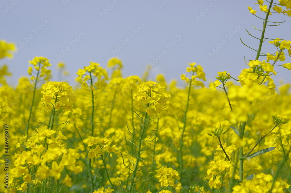 Obraz premium 菜の花、豊かさの花言葉