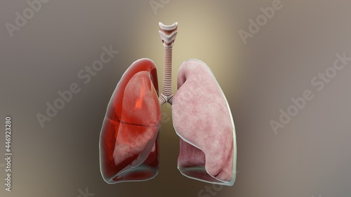 3d Illustration of Hemothorax, Normal lung versus collapsed, symptoms of Hemothorax, pleural effusion, empyema, complications after a chest injury, air in the pleural space, 3d Render photo