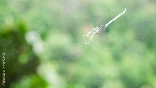 spider waves in blurry lush green background. tropical nature greenery. natural life in the jungle. summer lush green forest background.