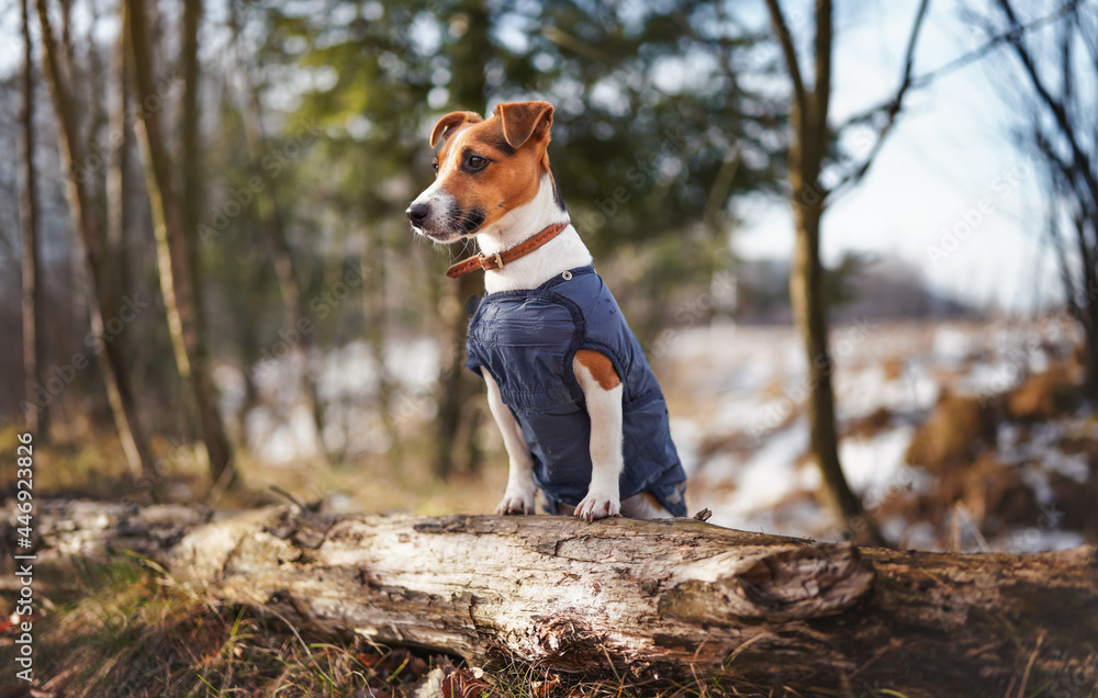 Small Jack Russell terrier in dark blue winter jacket leaning on fallen tree with grass and snow patches, blurred trees or bushes background
