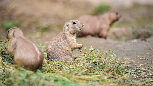 Black-tailed prairie dog (Cynomys ludovicianus) eating grass stalks, closeup detail, another blurred animals in foreground