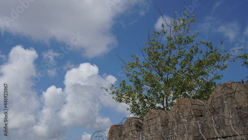 freedom, a one tree above the walls with barbed wire stands free in the blue sky with clouds, Montoir St Nazaire, Bretagne, France photo