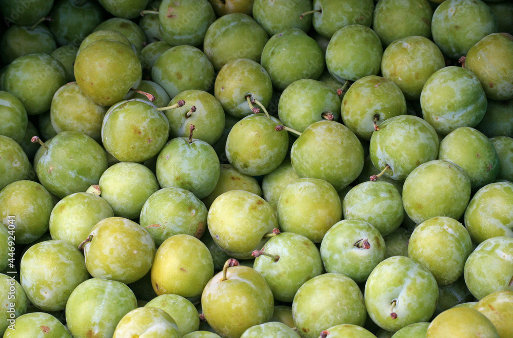 many unripe green mimosas plums, Honfleur, France