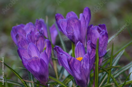 Blume Krokus