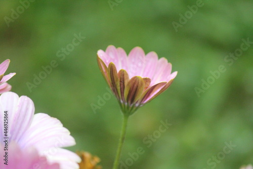 Gänseblümchen