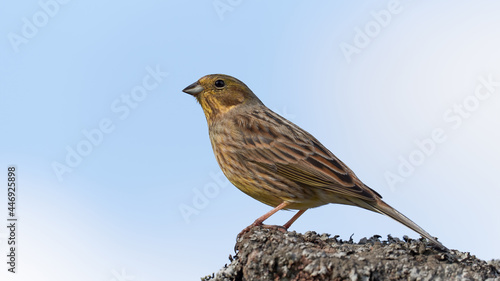 Yellowhammer on a rock.