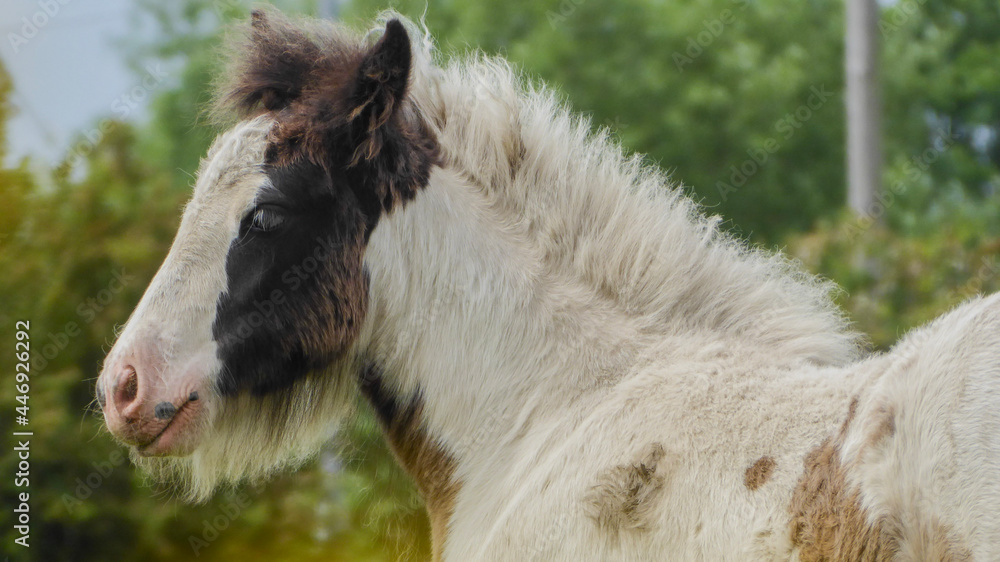 Fototapeta premium white horse in the field