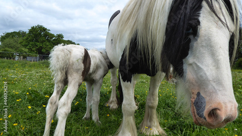 horse in the field