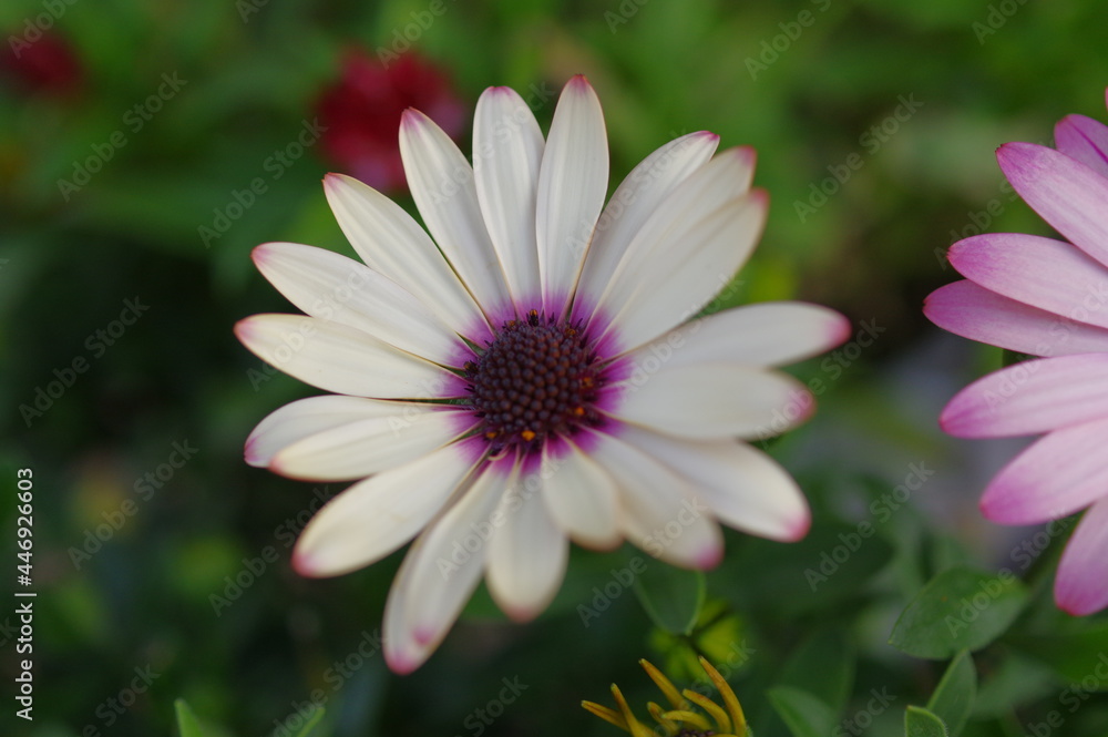 Obraz premium 野辺に咲く美しい花