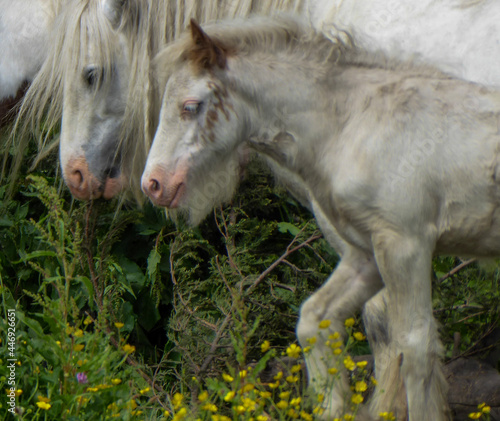 horse eating grass © Laura