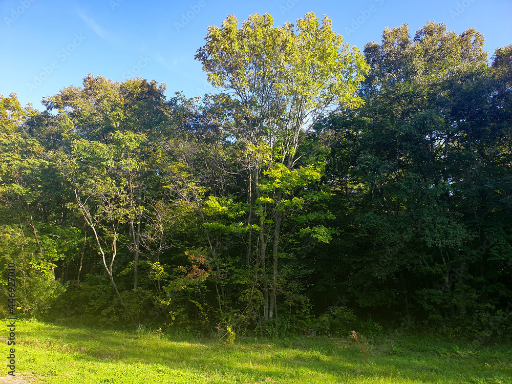 Fototapeta premium Sunny summer forest