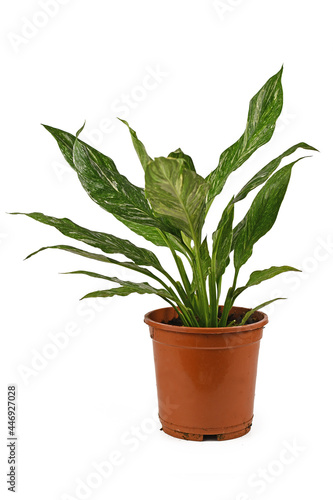 Exotic 'Spathiphyllum Diamond Variegata' houseplant with white spots in flower pot isolated on white background