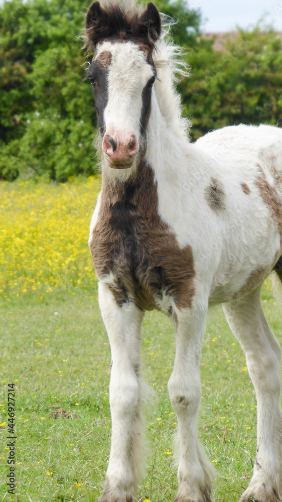 baby goat on a farm