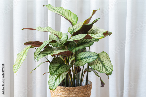 Calathea Majestica ‘White Star’ (goeppertia majestica) plant 