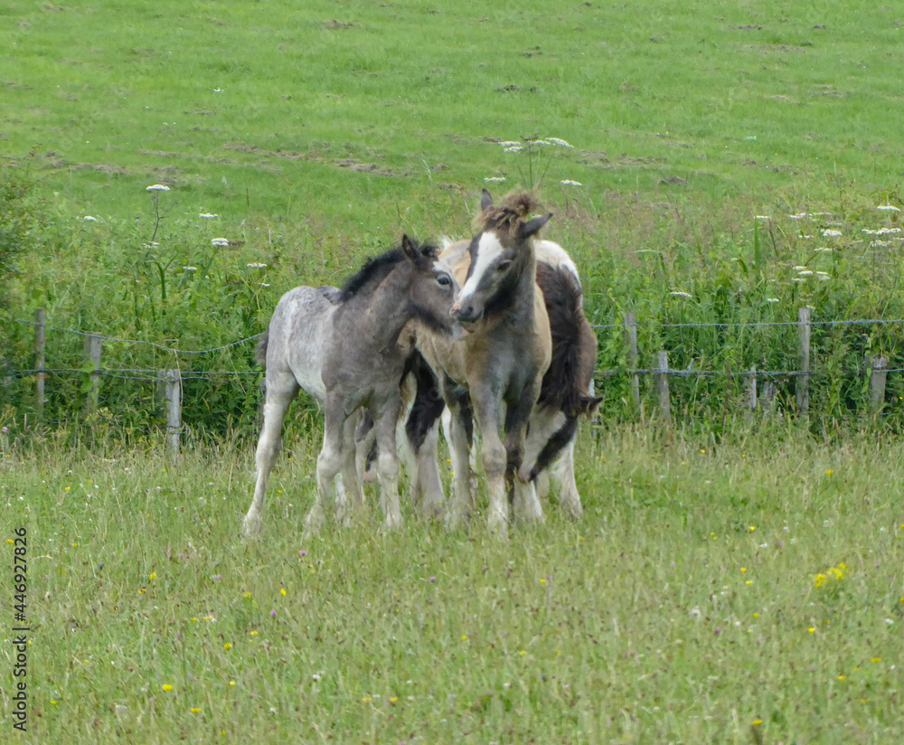 Fototapeta premium donkey in the meadow
