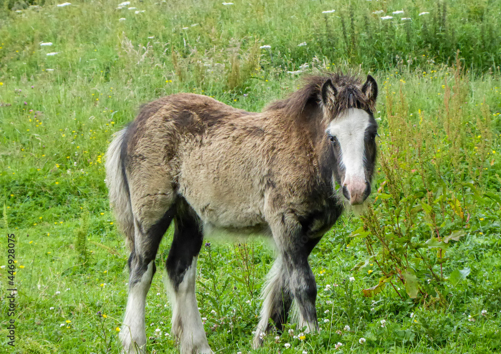 Fototapeta premium donkey in a meadow