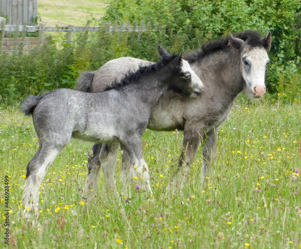 Obraz premium Horses