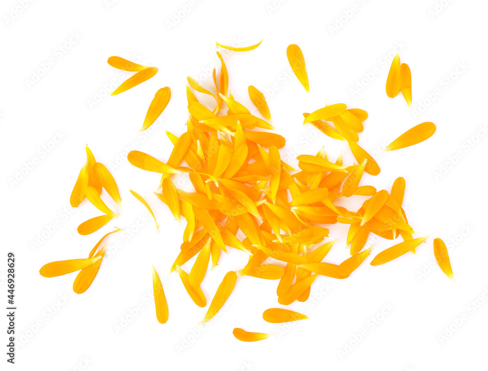 Pile of beautiful calendula petals on white background, top view