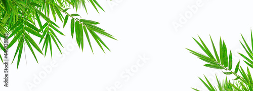 Green bamboo leaves on a white background.with clipping path