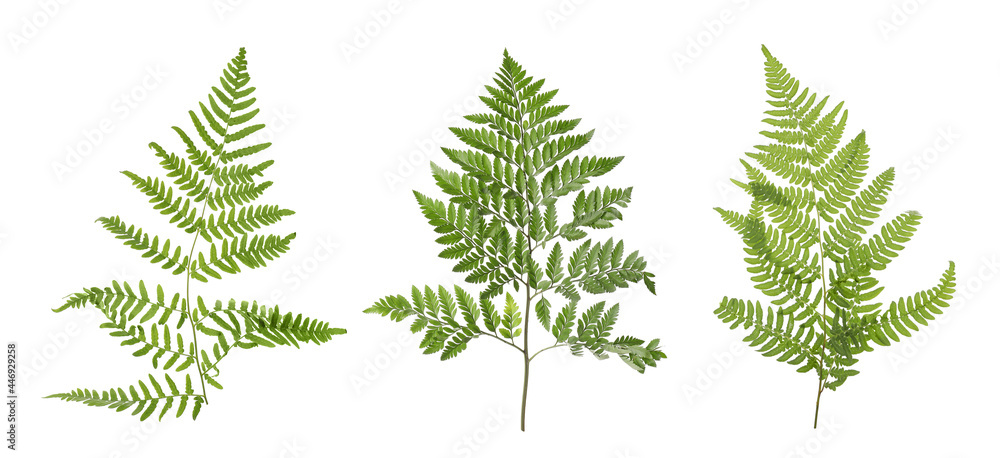 Set with beautiful fern leaves on white background. Banner design