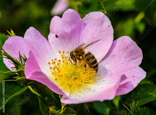 bee pollinating pink wild rose flower