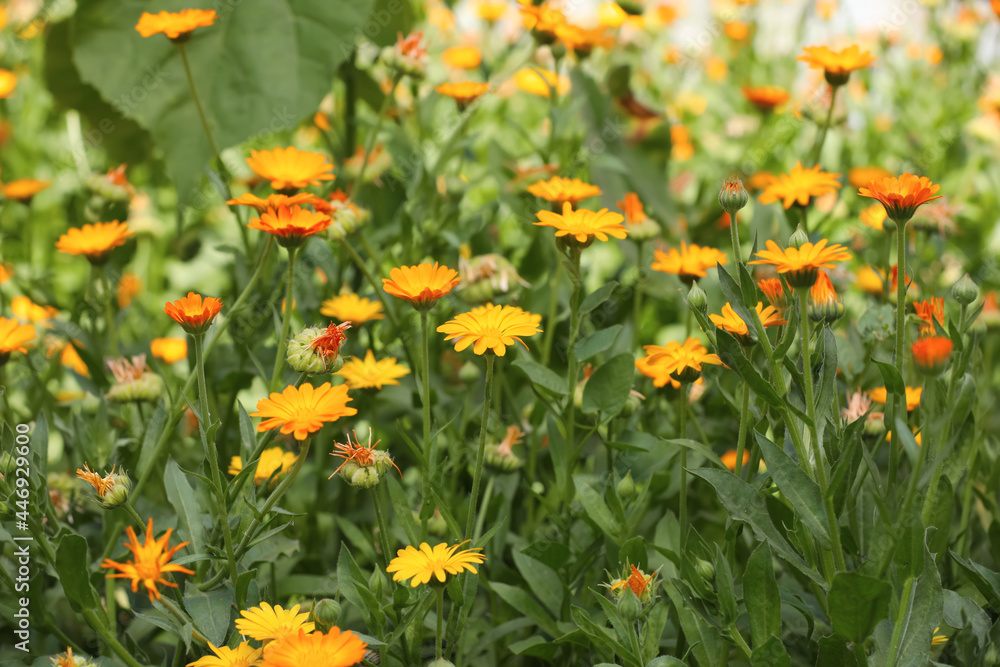 Many beautiful blooming calendula flowers in field Many beautiful blooming calendula flowers in field