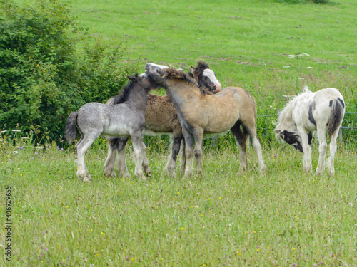 horses in the meadow © Laura