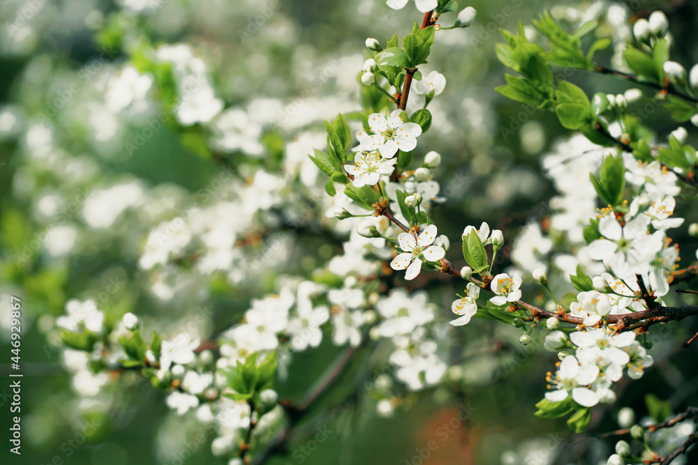 Springtime is the flowering of nature. A beautiful white flower blooms after winter. Pure natural ingredients for cosmetics. Copy space. Springtime is the flowering of nature. A beautiful white flower blooms after winter. Pure natural ingredients for cosmetics. Copy space.