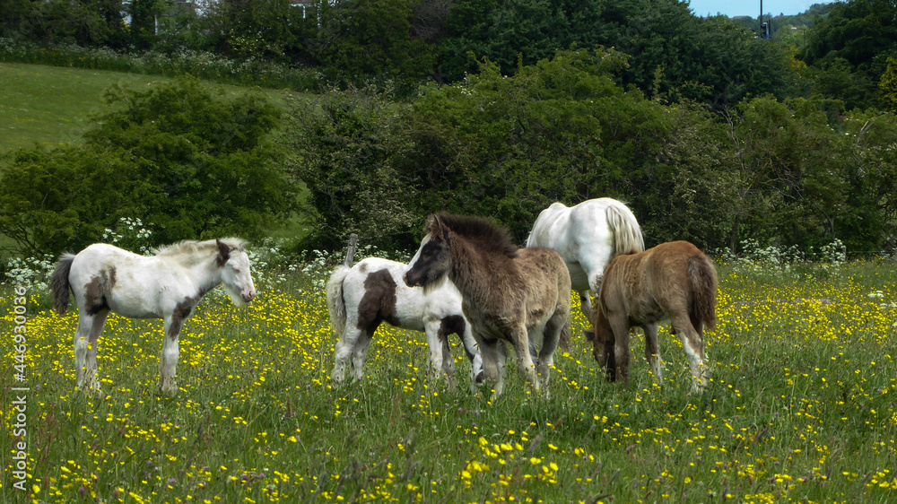 horses in the field