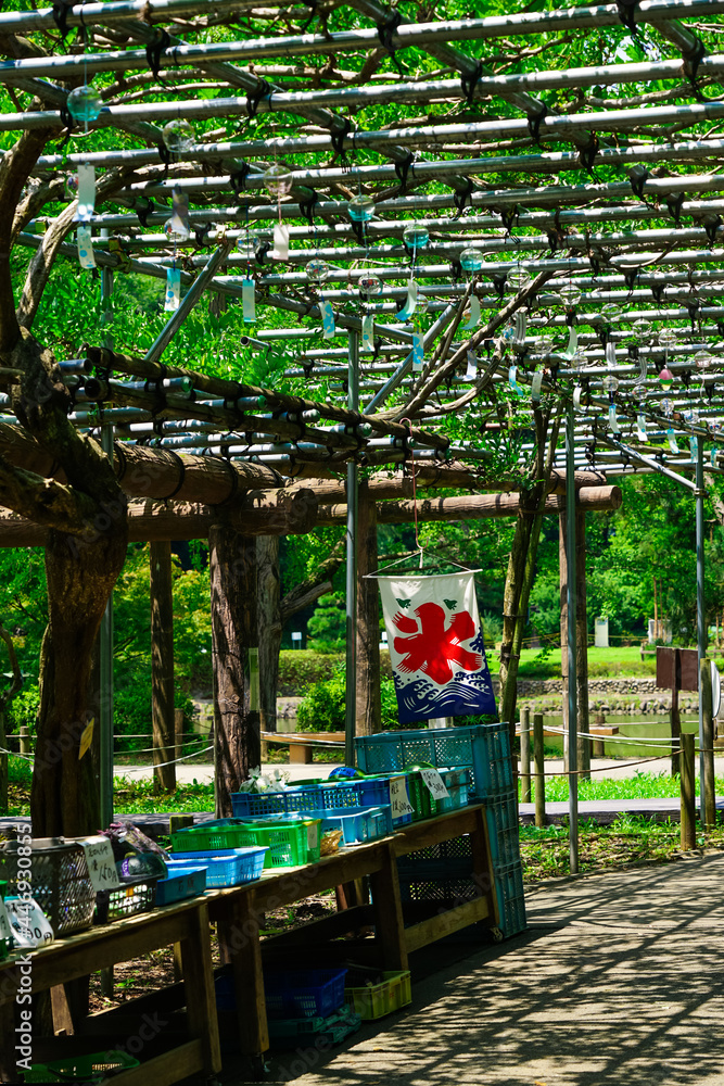 Obraz premium 夏を告げる藤棚の風鈴 薬師池公園(東京都町田市)