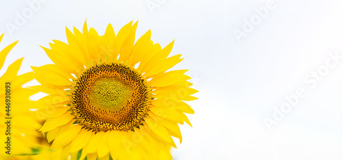 Beautiful panoramic view of a field of sunflowers . Yellow blossom sunflower close up. Beautiful summer landscape with white sky and flowering field. Rich harvest Concept. Вanner format. photo