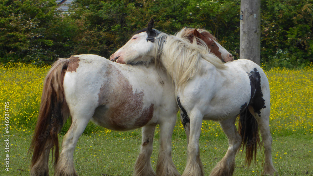 Obraz premium Horses