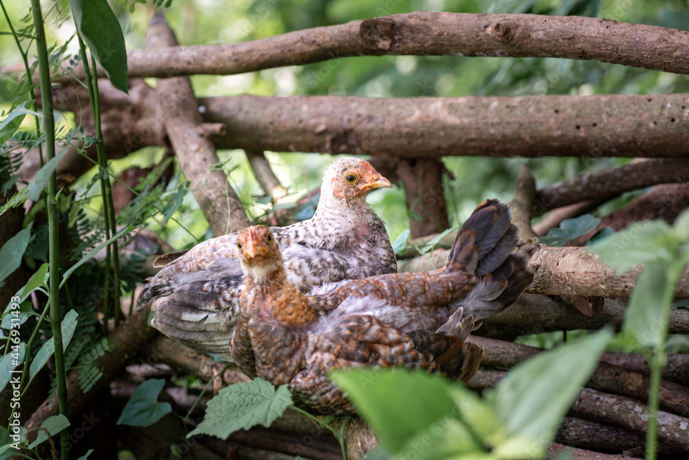Obraz premium Chicken resting on the dead woods at the farm
